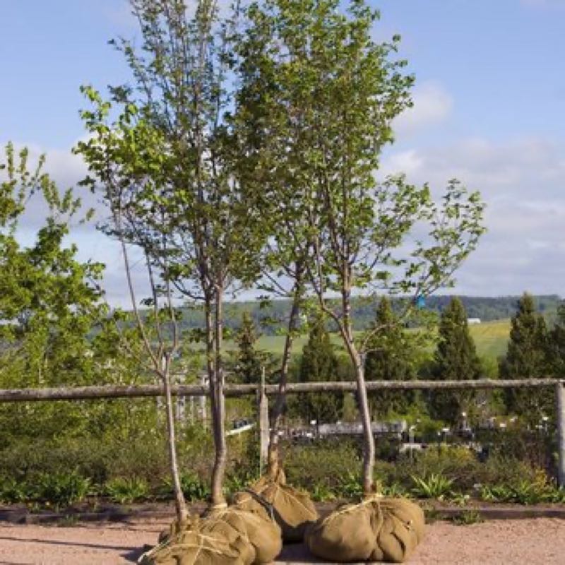 {SERVICE_NAME} project in Rockwall