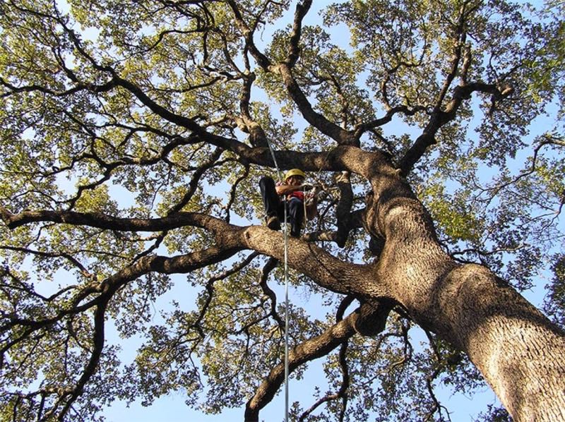 Large Oak Trimming in Rockwall