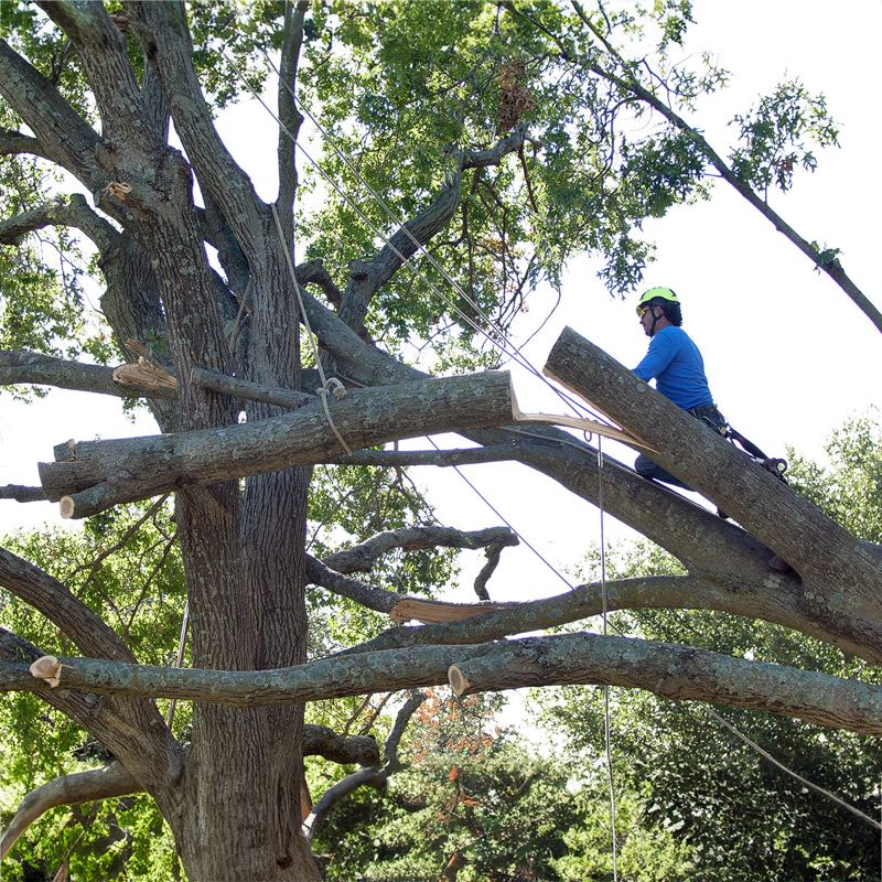 Storm Damage Cleanup in Rockwall