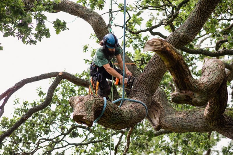 Tree Trimming in Rockwall