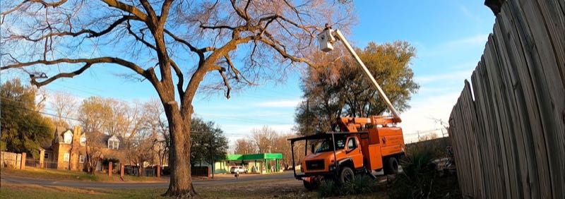 Tree Removal in Rockwall